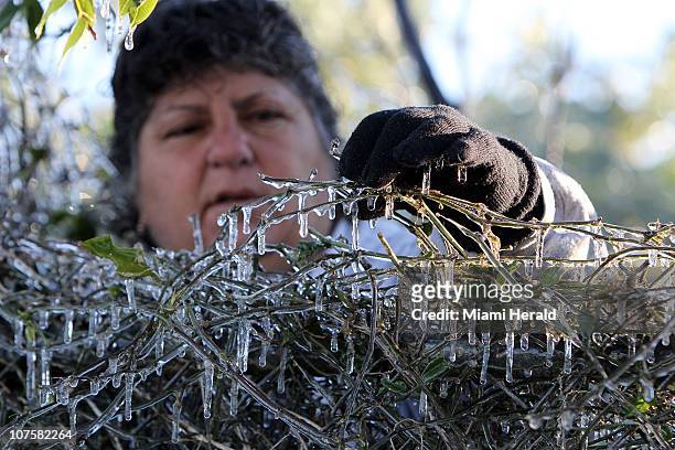 Susan Casey, from Casey's Corner Nursery and Landscaping in Homestead, Florida, surveys the damage by frost on her corky-stem passion vine Tuesday...