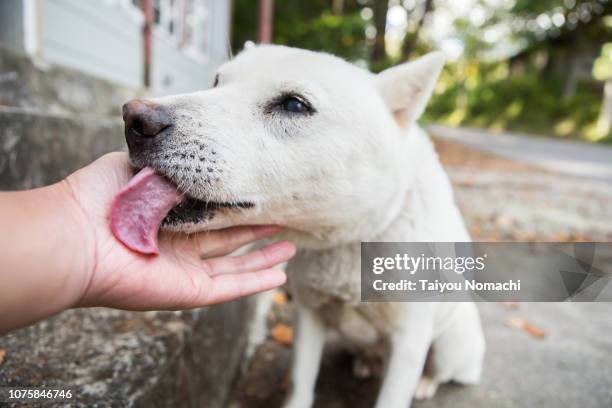 a dog that licks the owner's hand - lamber imagens e fotografias de stock