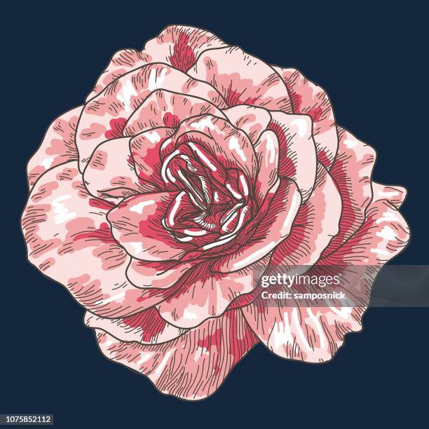 big open cabbage rose - rose colored stock illustrations