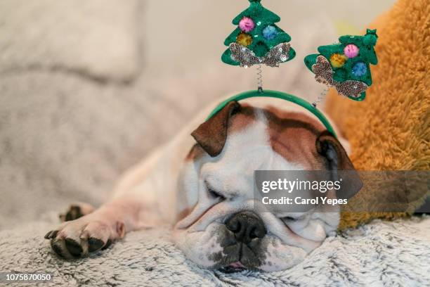 sleeping bulldog with xmas headband - well dressed dog stock pictures, royalty-free photos & images