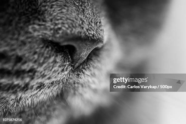 misha nariz - black and white cat stock pictures, royalty-free photos & images