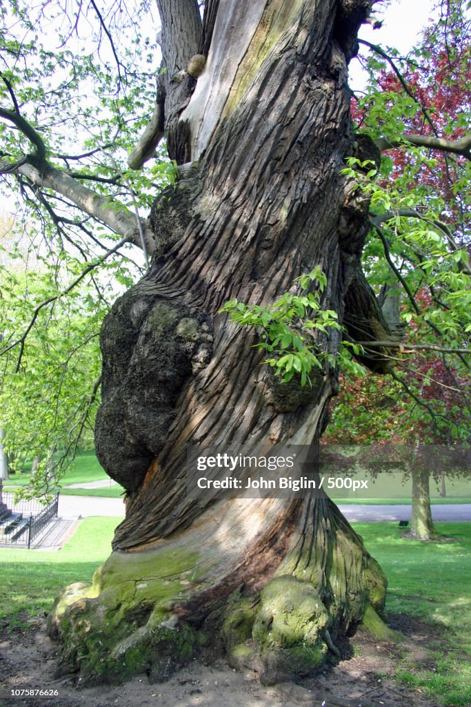 Old sweet chestnut (Castanea sativa) tree