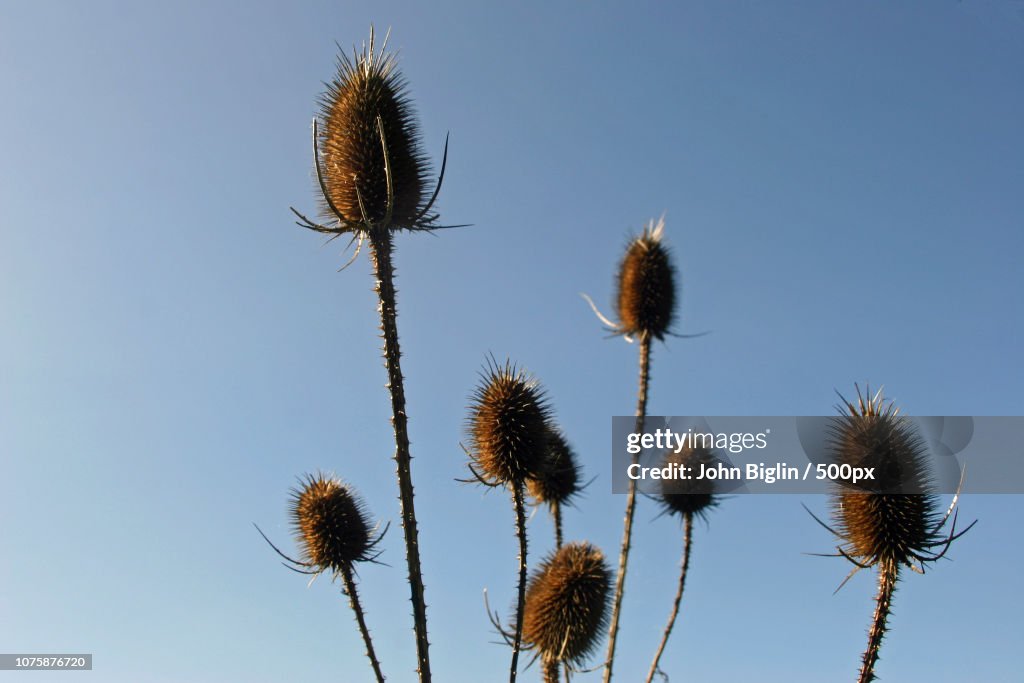 Teasel (Dipsacus fullonum) seed heads