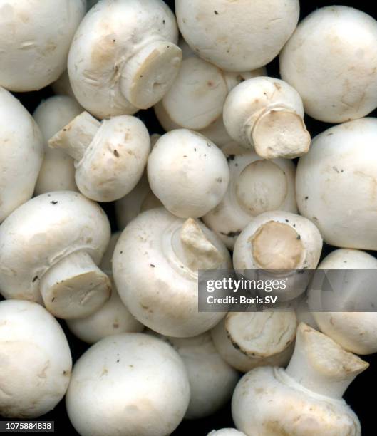 button mushrooms close-up - champignon stock-fotos und bilder