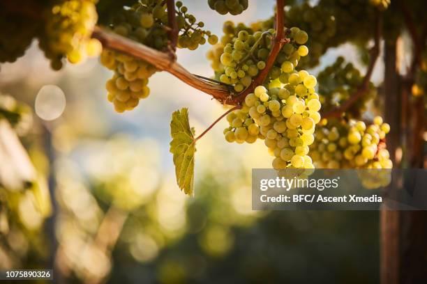clusters of grapes ready for harvest - bund stock-fotos und bilder