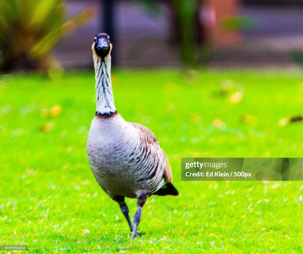 Nene!