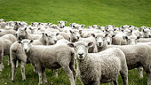 Flock of Staring Sheep