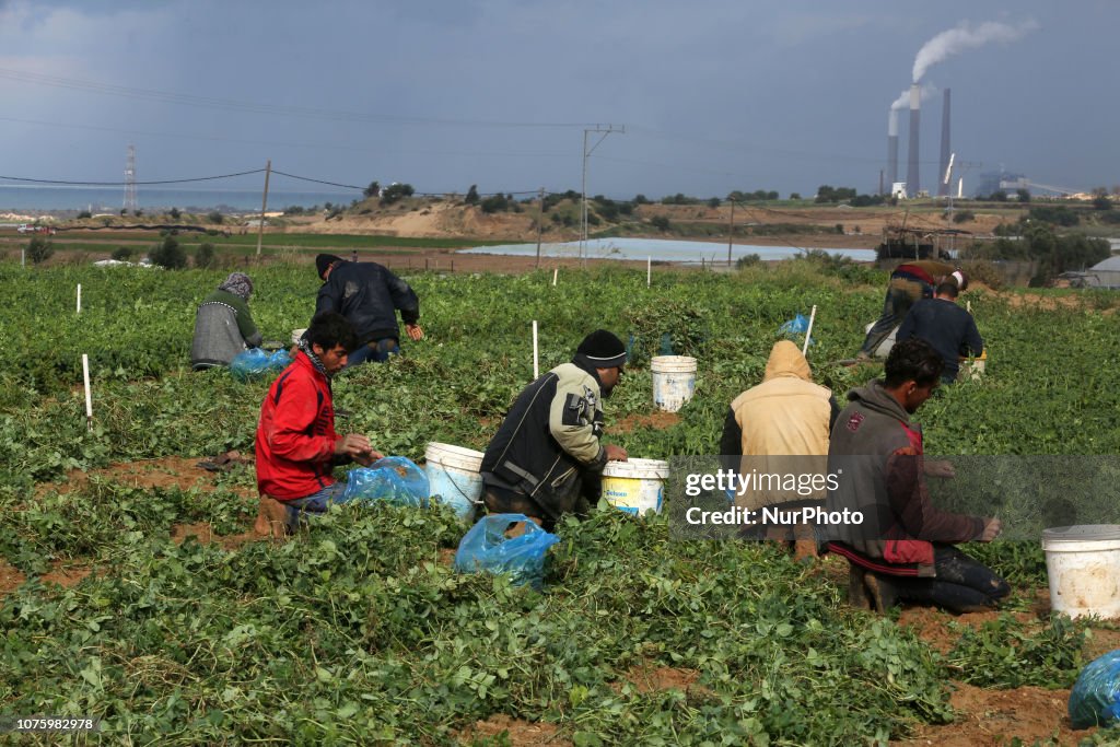 Palestinian Farmers Harvest Peas In Gaza Strip