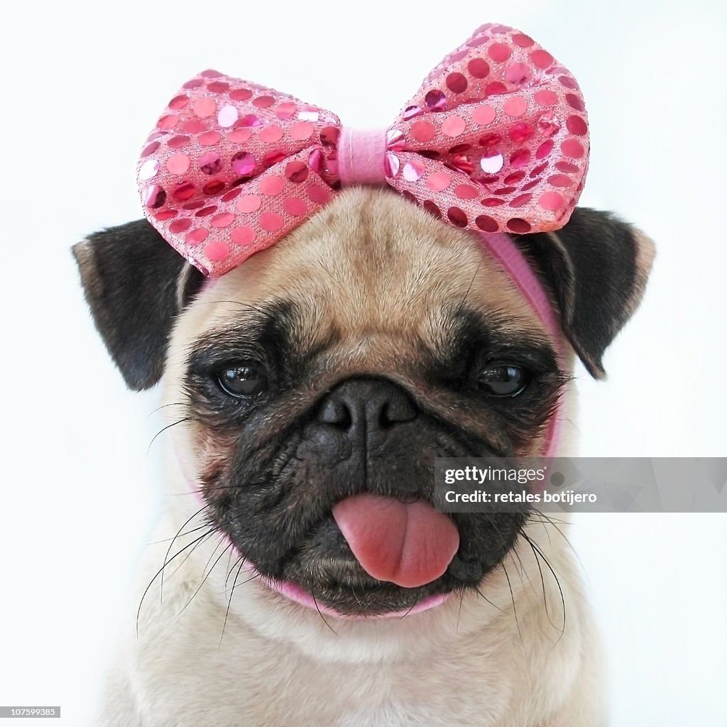 Funny Pug dog