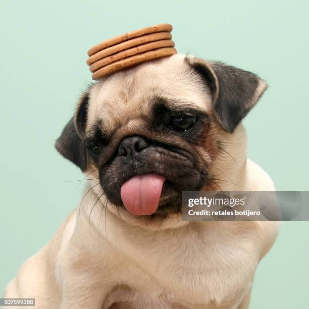 Fun Pug 1,672 Funny Pug Stock Photos, High-Res Pictures, and Images - Getty Images