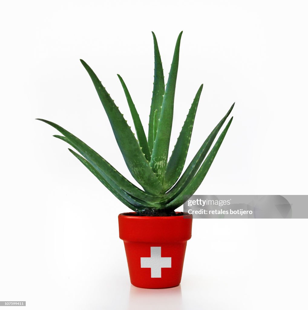 Aloe vera, medicinal plant