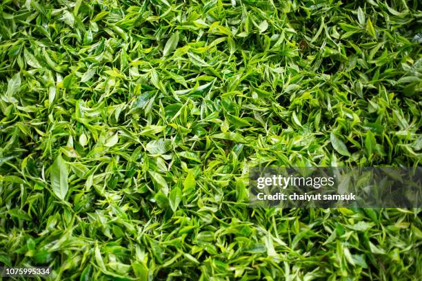 green tea - green tea leaves stock pictures, royalty-free photos & images