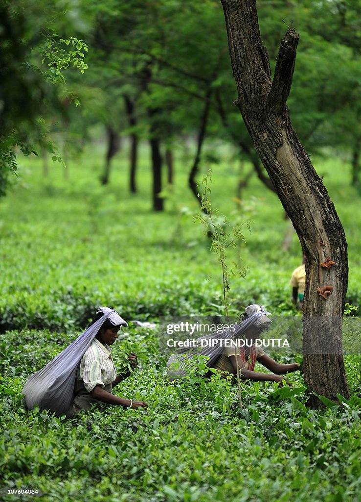 Indian tea garden workers pluck tea leav