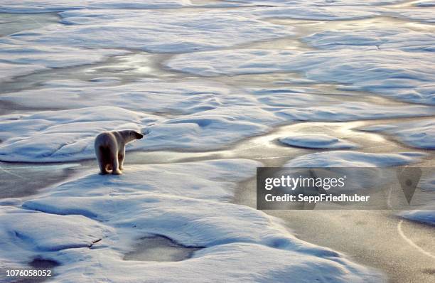 arktis eisbären - urso polar - fotografias e filmes do acervo