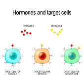 Hormones, Receptors and Target Cells.