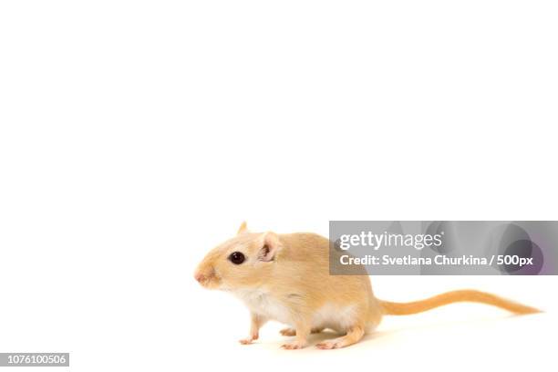 gerbil - cute pet - gerbil stock pictures, royalty-free photos & images