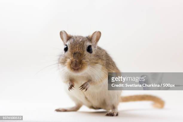 gerbil - cute pet - gerbil stock pictures, royalty-free photos & images