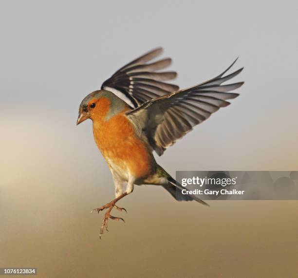 chaffinch [fringilla coelebs] - finches foto e immagini stock