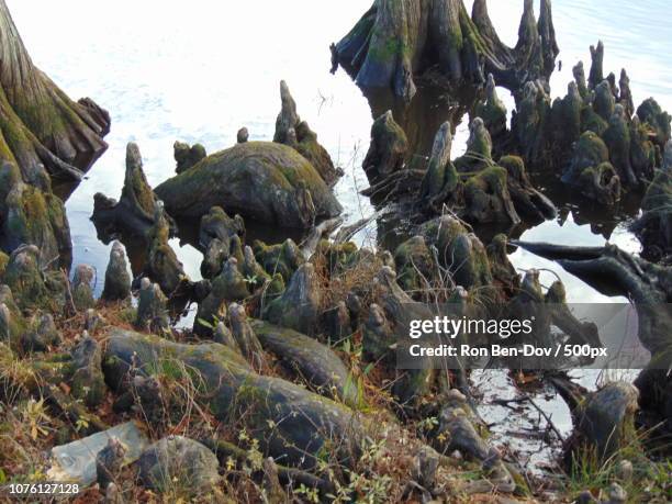 cypress knees - pinus jeffreyi stock pictures, royalty-free photos & images
