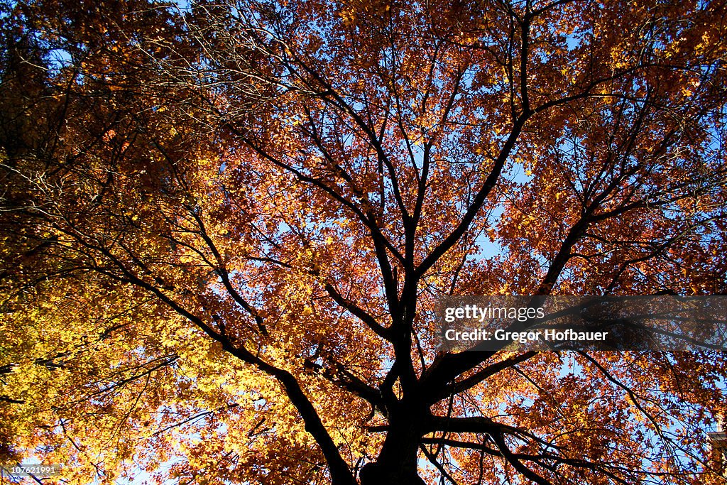 Fall Underneath Reference Fall Tree From Underneath High-Res Stock Photo - Getty Images