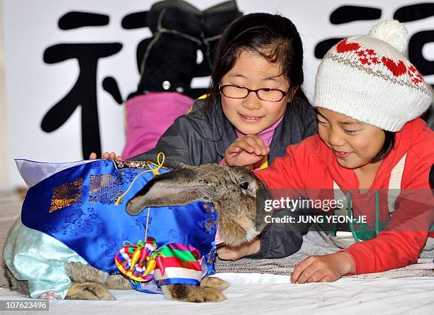 Korea Rabbit Package 15 South Korea Prepares For Year Of The Rabbit Stock Photos, High-Res ...