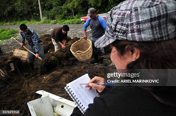 Viviana Martinez checks the "Pelillo" seaweed during sale, in Puerto Montt, 1016 km south of Santiago on December 7, 2010. Chile started to cultivate...