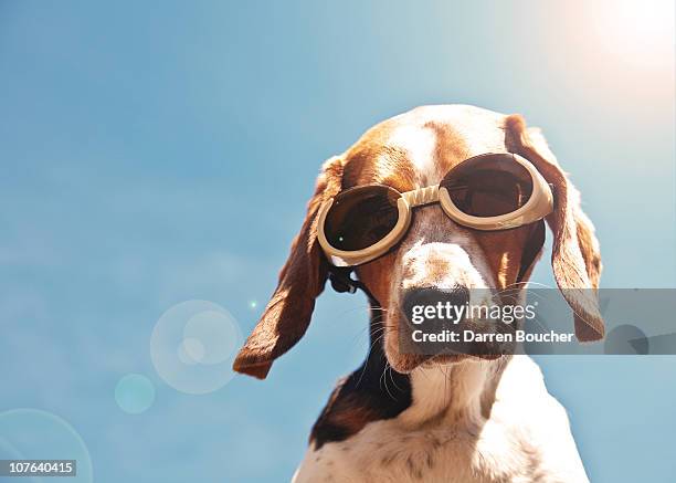 dog in goggles with sun flare - lunettes de pilote de course photos et images de collection