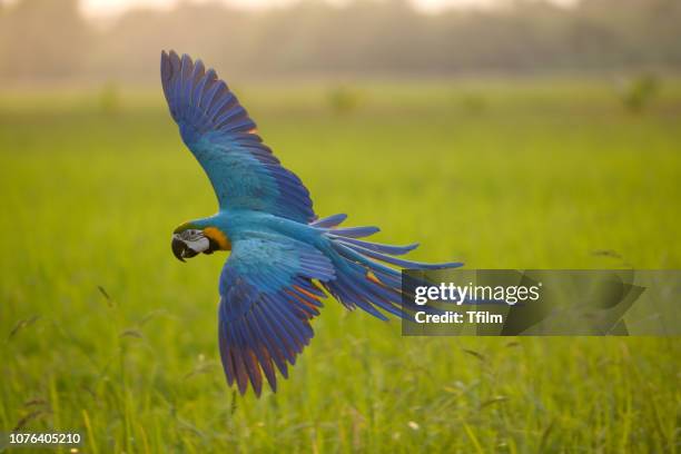 beautiful bird, macaw flying action in the field - macaw stock pictures, royalty-free photos & images