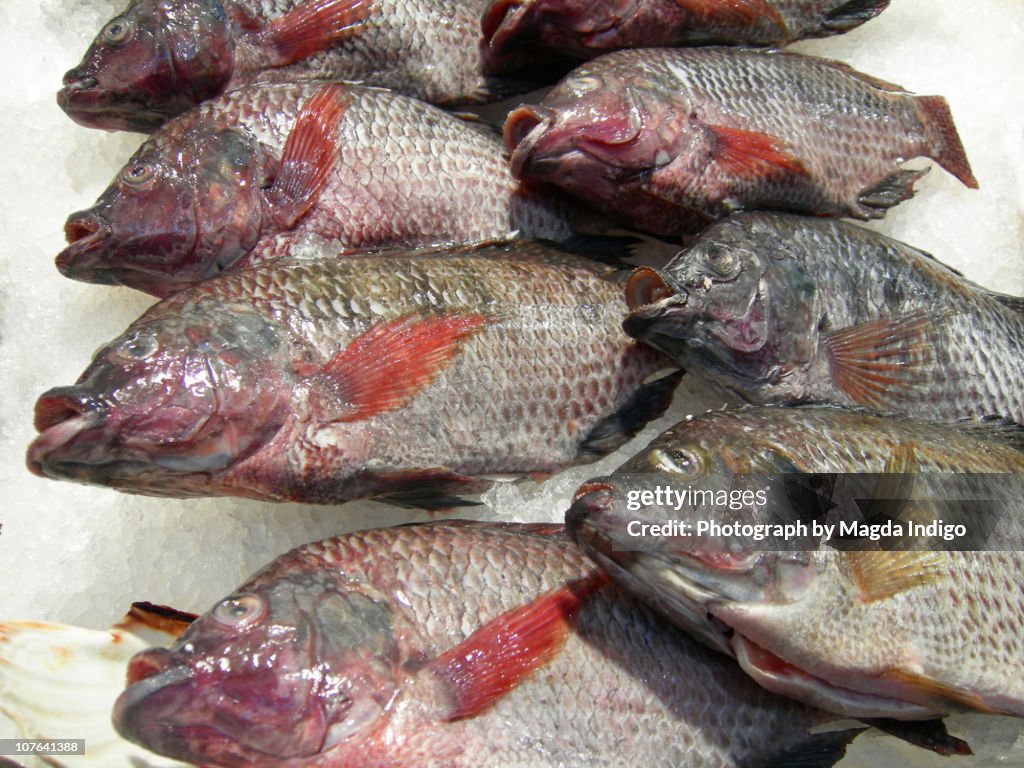 Fresh Bream fish