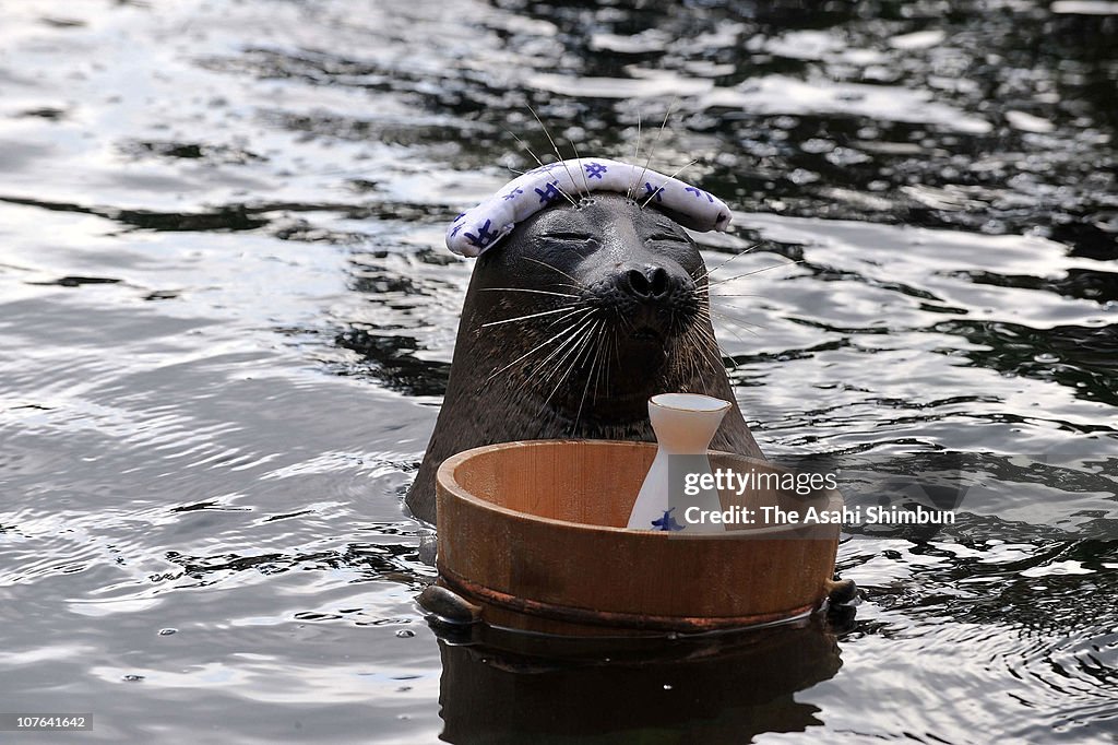 Baikal Seal Show Attract Vistors In Hakone