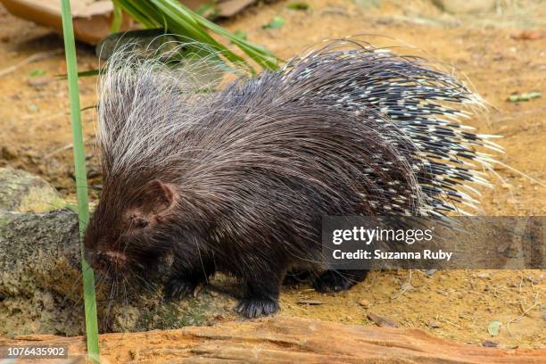 porcupine - porcupine stockfoto's en -beelden