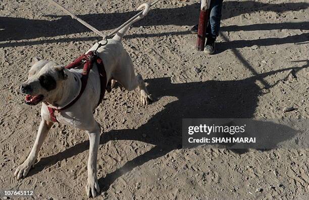 Handlers prepare their dog before a dogfighting match in Kabul on December 17, 2010. Dogfighting, which was outlawed under Taliban rule, is now legal...