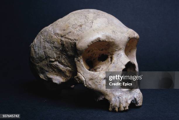 The fossilized skull of Neanderthal Gibraltar Man on display at the Natural History Museum in London, February 1968.