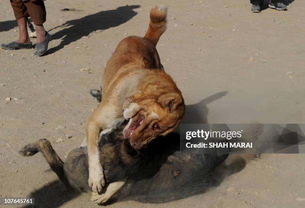 Two dogs challenge each others during a dog-fighting in Kabul on December 17, 2010. Dogfighting, which was outlawed under Taliban rule, is now legal...