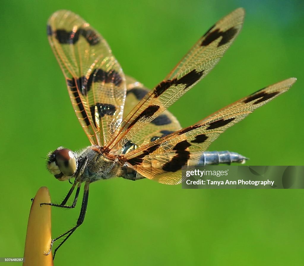 Flutterer Dragonfly Wings