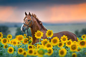Red horse in sunflowers field