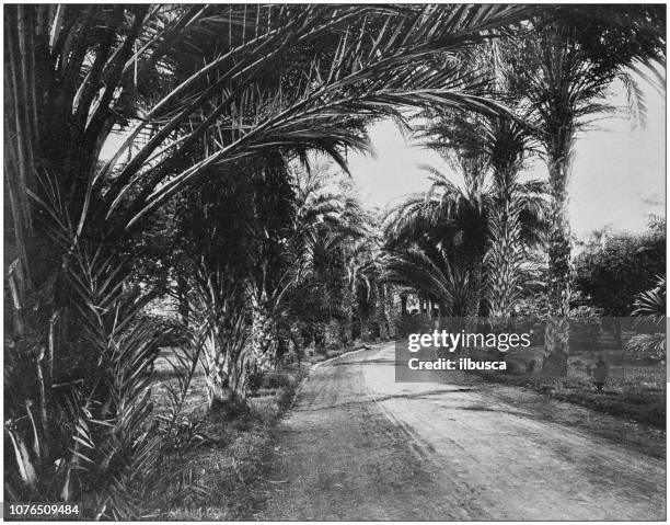 antique historical photographs from the us navy and army: date palms - date palm tree stock illustrations