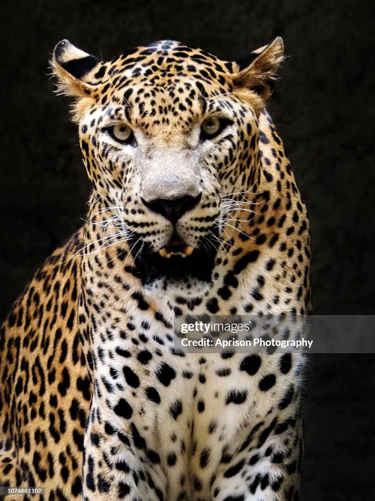 Leopard looking at camera