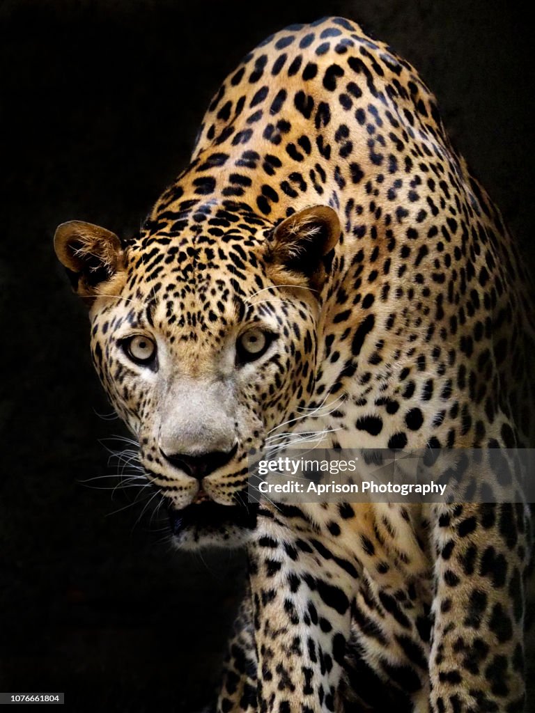 Leopard looking at camera