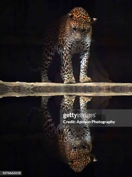 leopard looking at his face - african leopard photos et images de collection