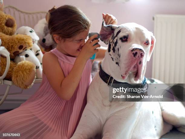 girl playing at being a vet to her great dane dog - great dane inside stock pictures, royalty-free photos & images