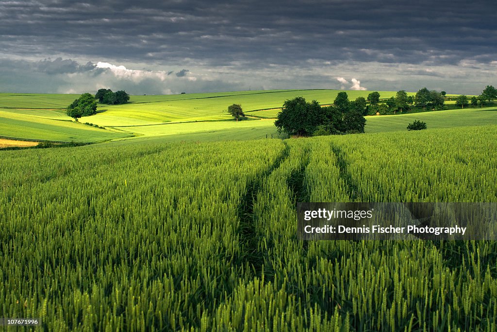 Sommerlandschaft