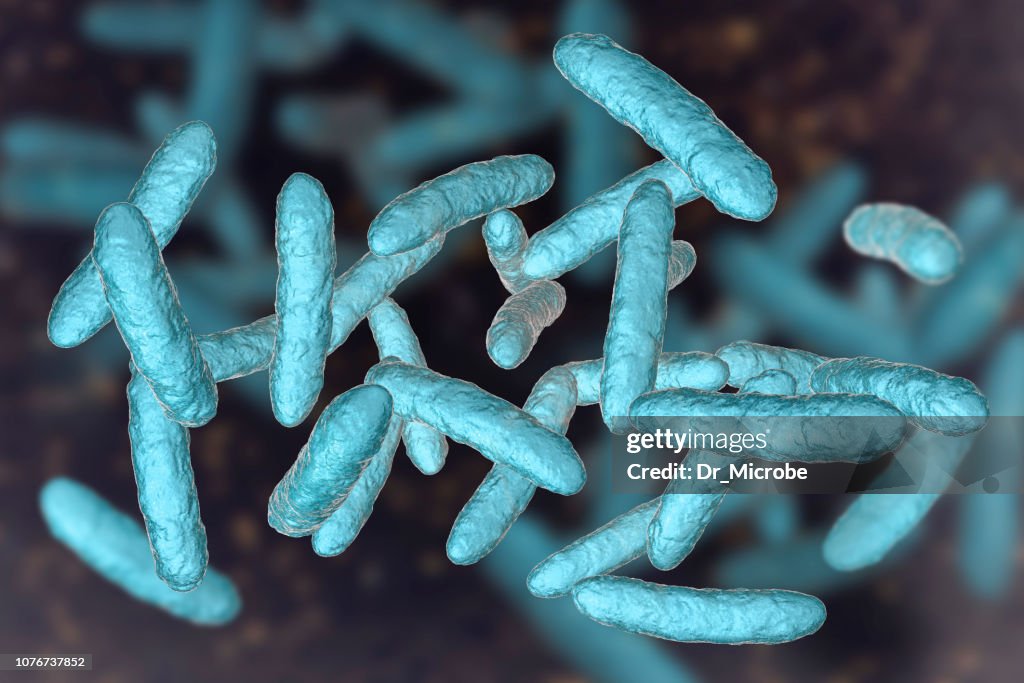 Probiotic bacteria, normal intestinal microbiota