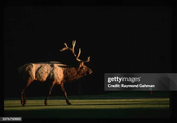 Bull Elk at Banff Springs Golf Course