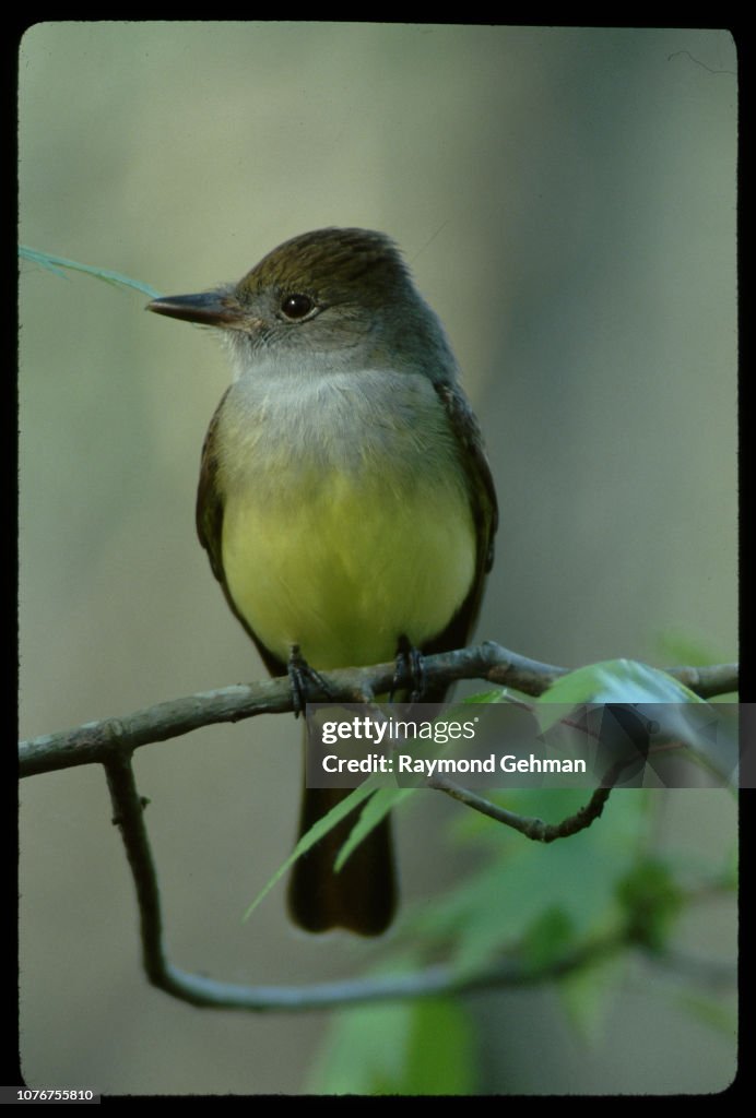 Yellow-bellied Flycatcher