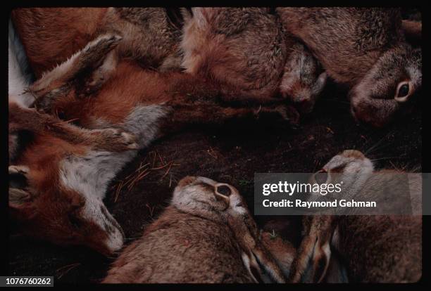 Fox Killing Rabbit 64 Rabbit 1997 Stock Photos, High-Res Pictures, and Images - Getty Images