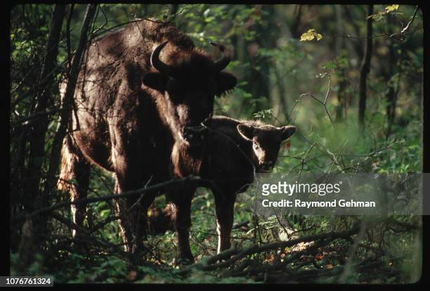 Bialowieza Forest Bison Cow and Calf
