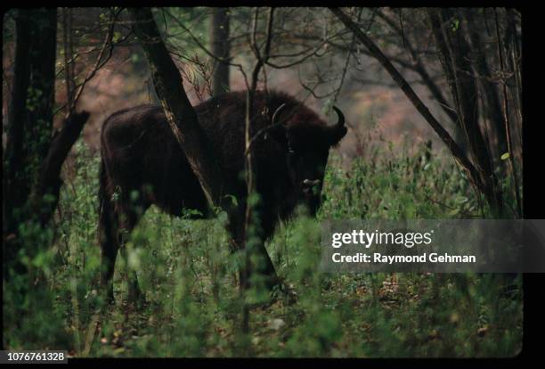 Bialowieza Forest Bison