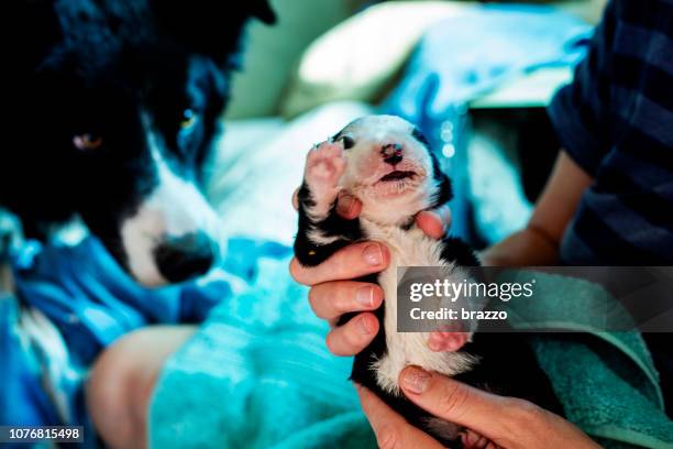 newborn puppy drinking from a bottle - newborn puppy stock pictures, royalty-free photos & images