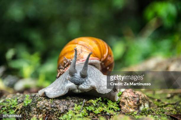 snail - caracol gigante africano fotografías e imágenes de stock